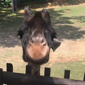 Meet your Posher, Natalie